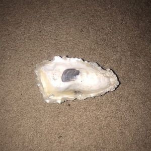Oyster jewelry holder